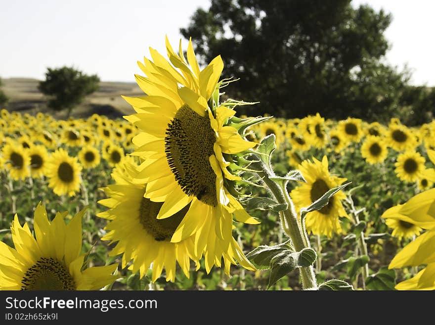 Lots of sunflowers on a wide field