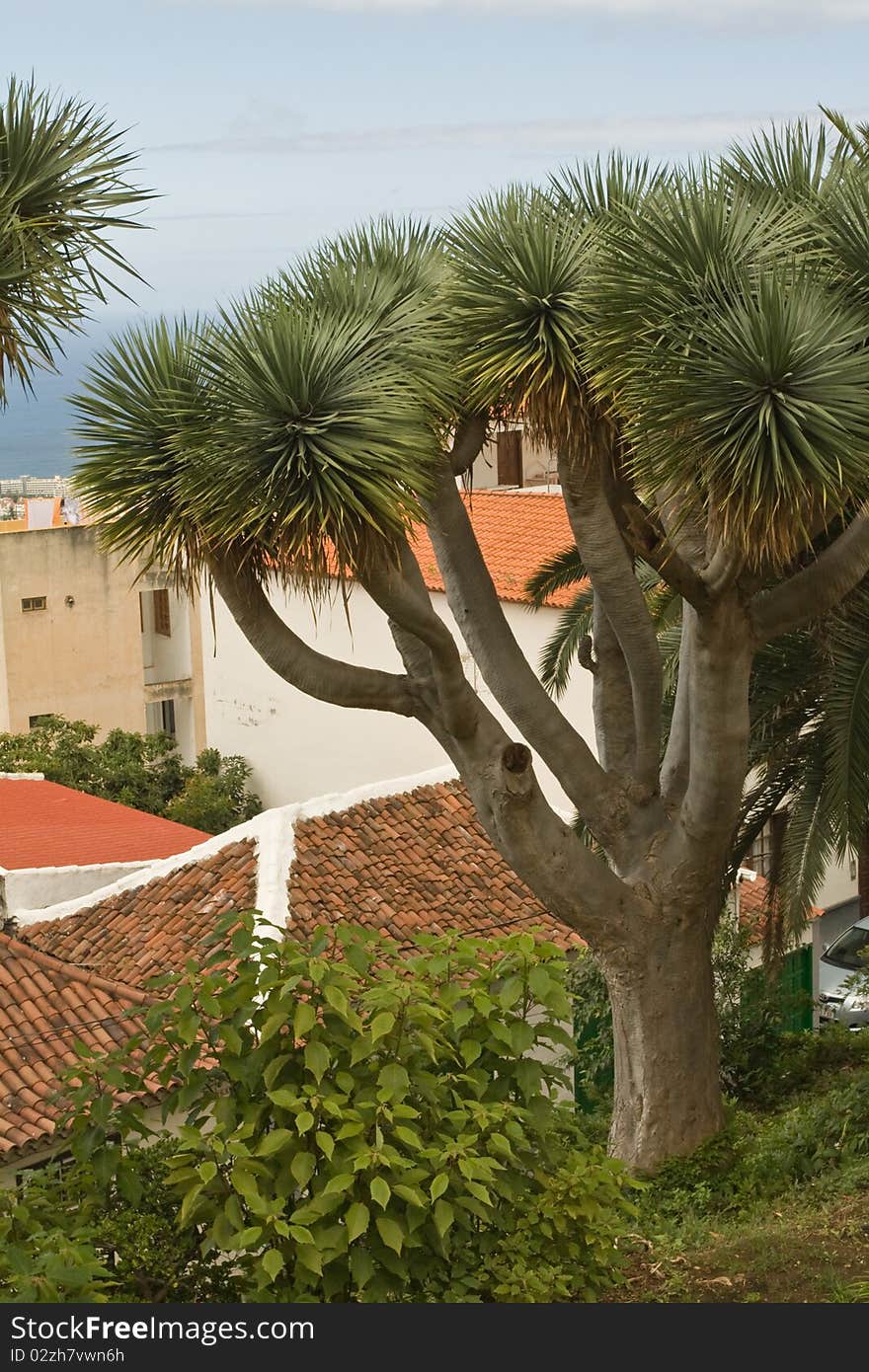 View of the Dragon Tree in Orotawa city in Tenerife (spain). Taken on 05/10/2010