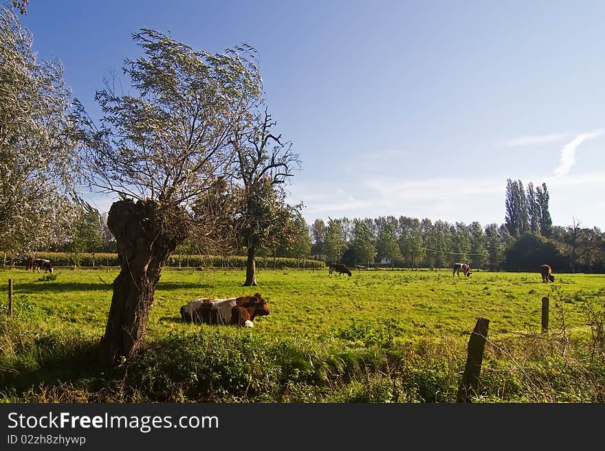 Rural landscape: a meadow with cows