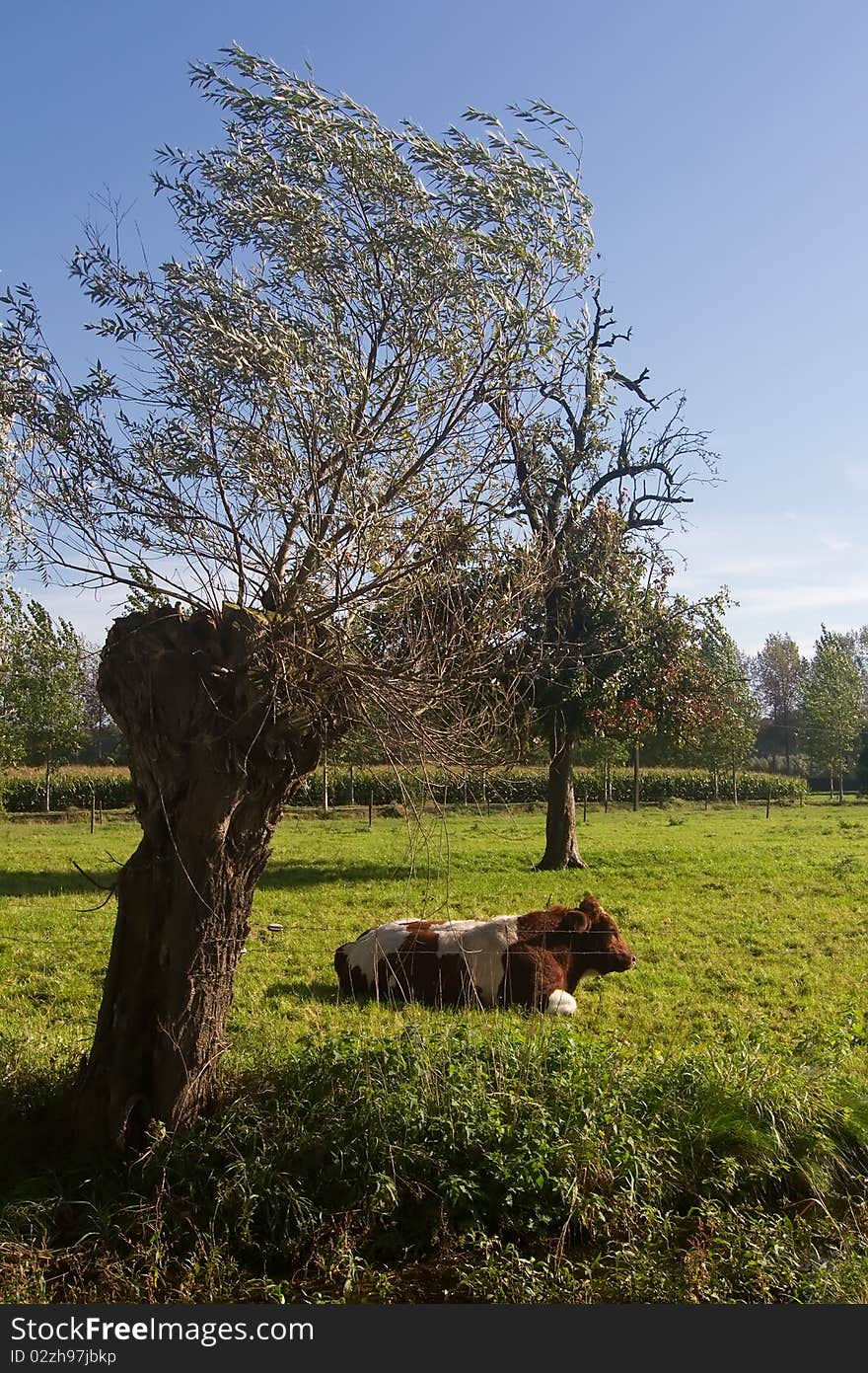 Rural landscape: a meadow with cows