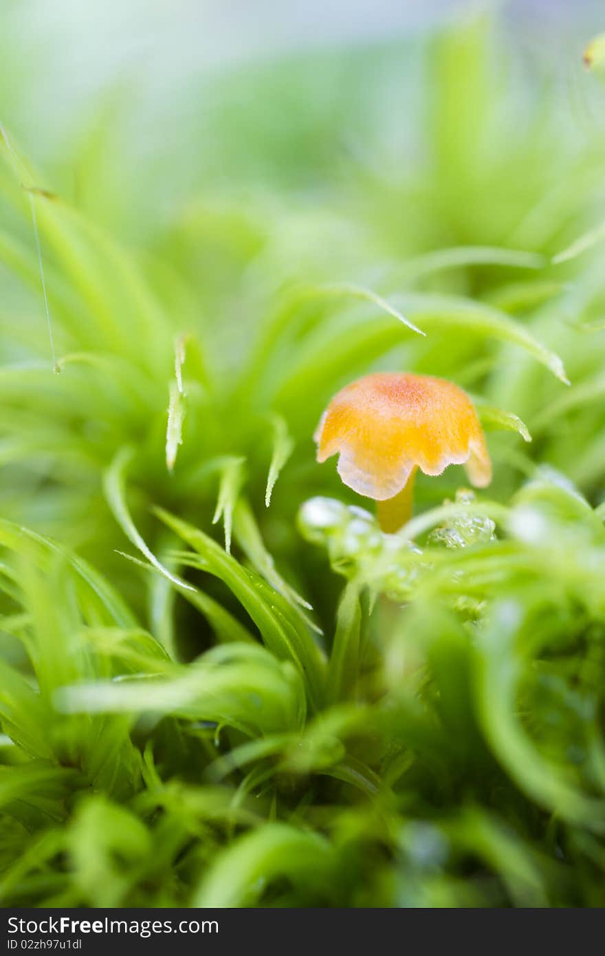 Fungus with green moss