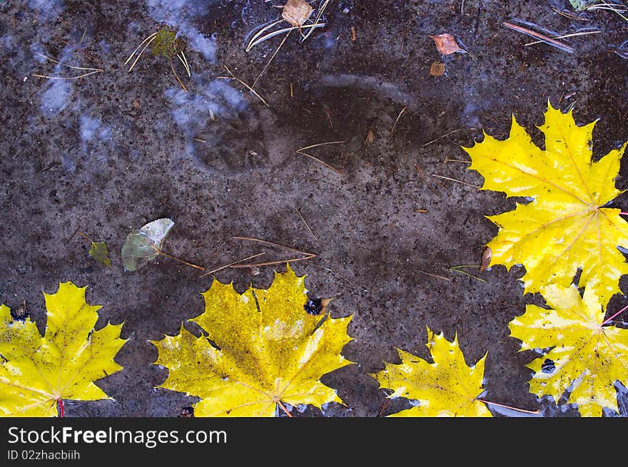 The fallen down maple leaves in an autumn pool. The fallen down maple leaves in an autumn pool