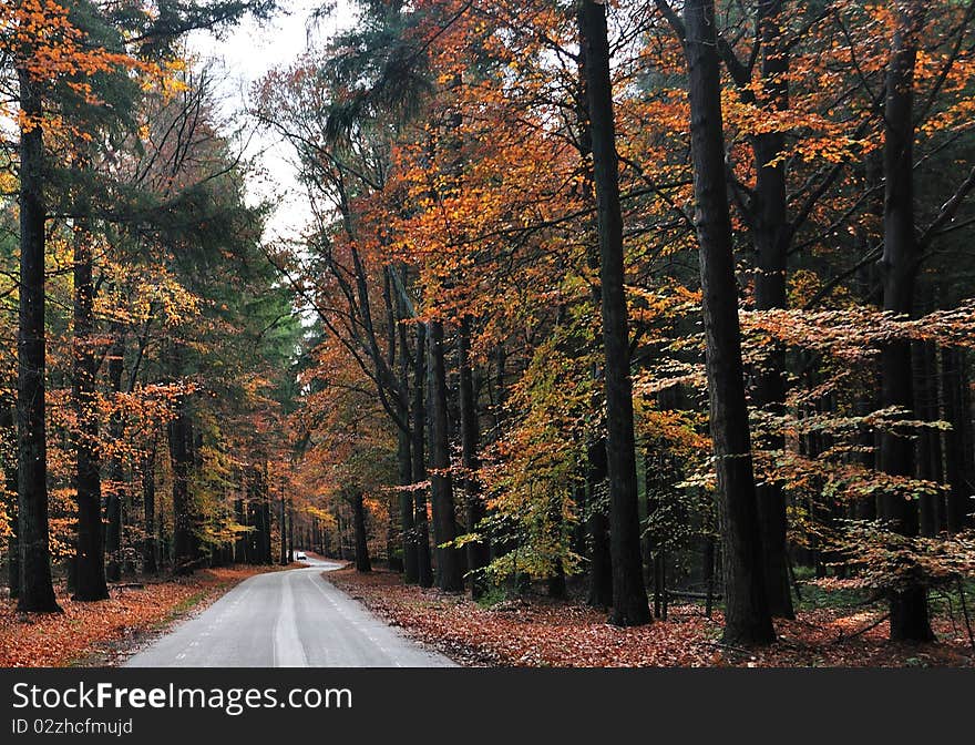 Nice country road with beautiful autumn colors. Nice country road with beautiful autumn colors