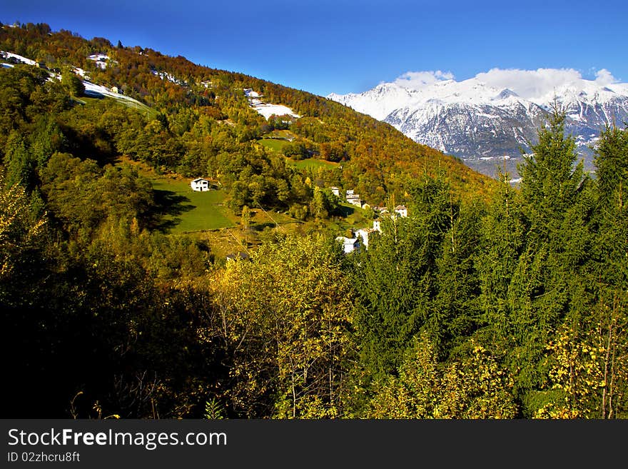 Forest in autumn with the first snow. Forest in autumn with the first snow