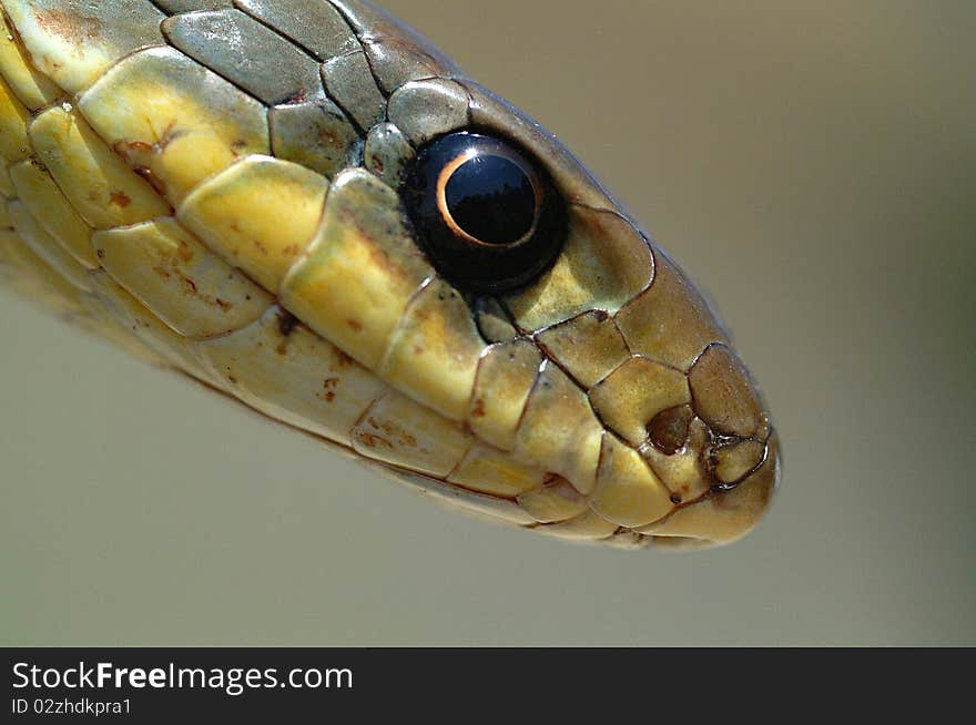 Snake Eye