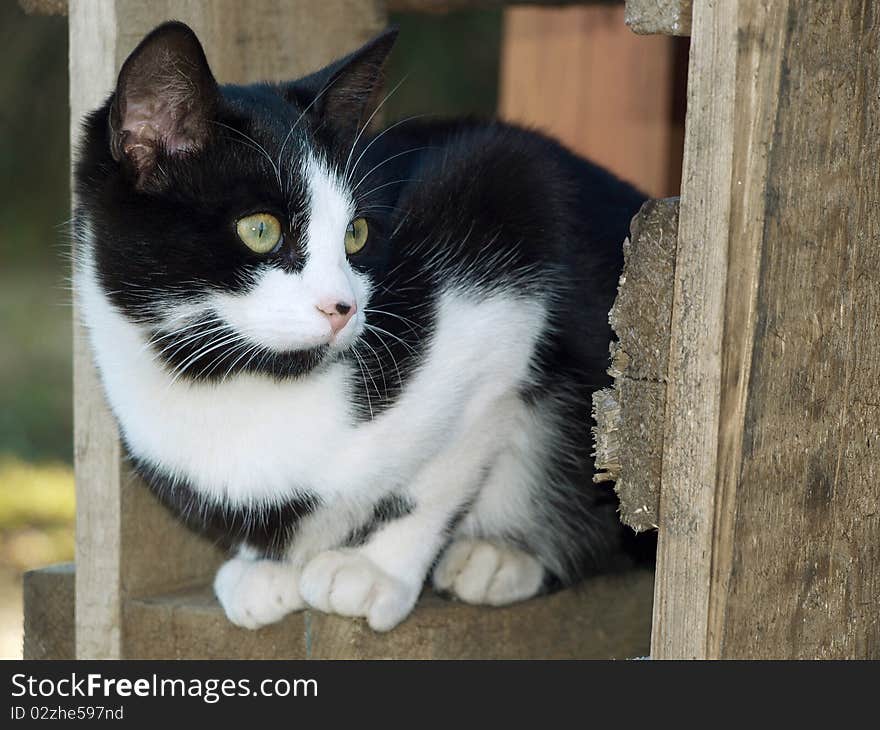 Black and white cat