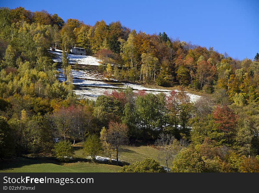 Forest in autumn with the first snow. Forest in autumn with the first snow