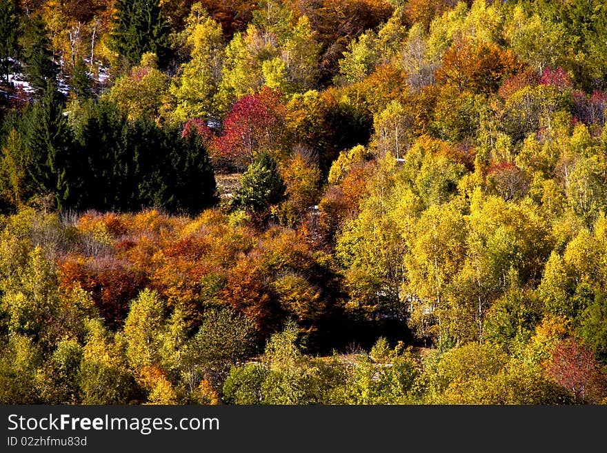 Autumn forest