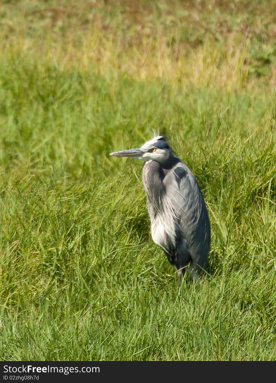 Great Blue Heron (Ardea herodias)