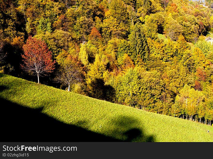 Autumn forest