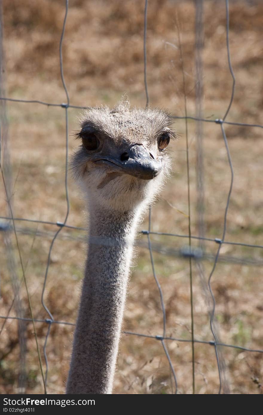 Ostrich