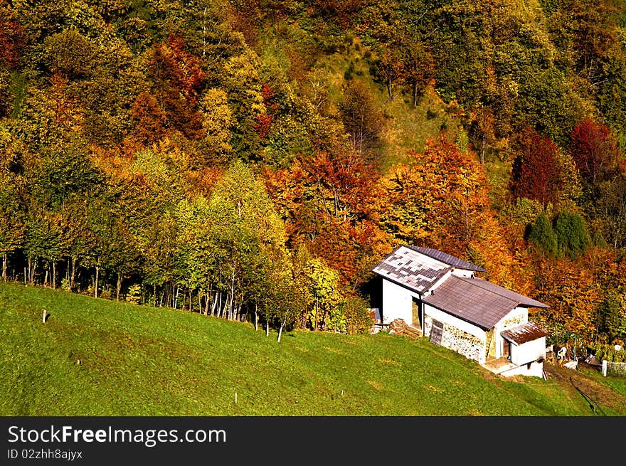 Autumn forest