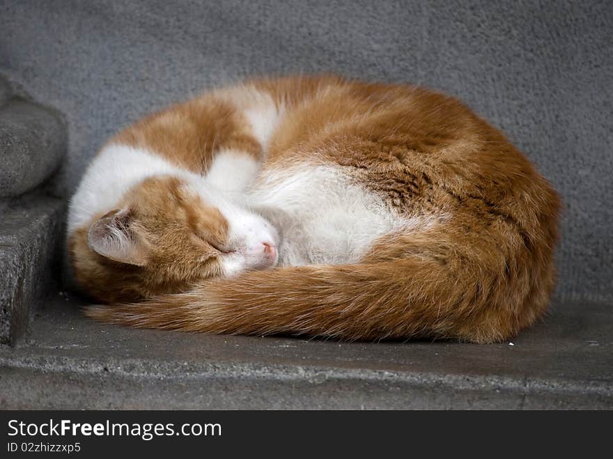 Bean-like shaped cat sleeping on the street. Bean-like shaped cat sleeping on the street