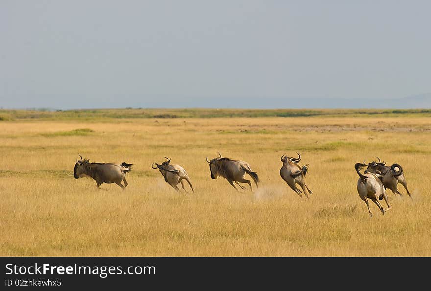 A Group Of Wildebeest Speeding Up.