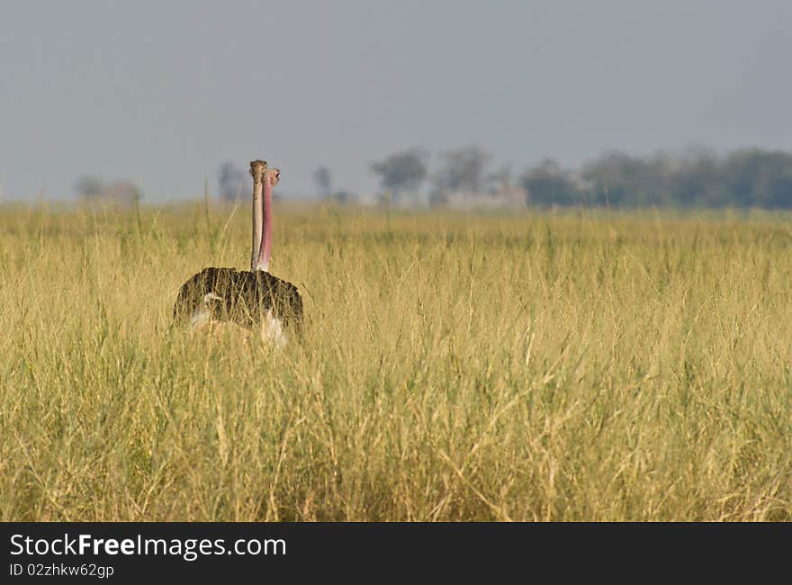 A couple of the Masai Ostrich stands in a funny way showing two heads on only one body. A couple of the Masai Ostrich stands in a funny way showing two heads on only one body.