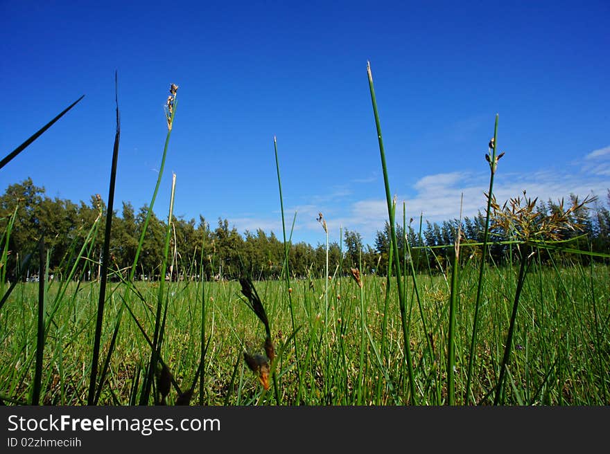 Relaxation feel Green grass with Blue sky