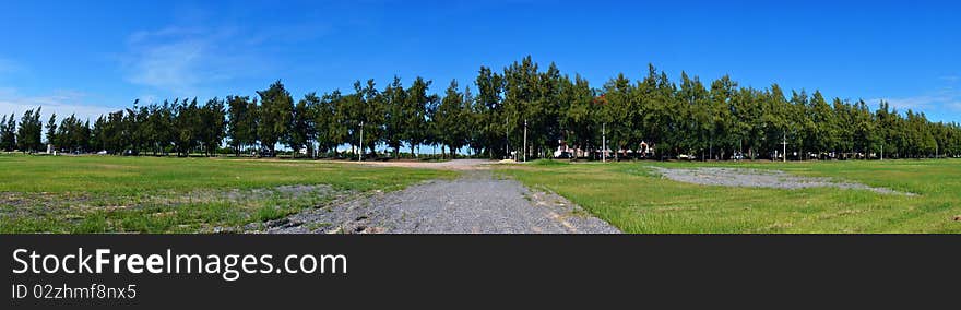 Panorama of Pine Tree and Clear	ly blue sky