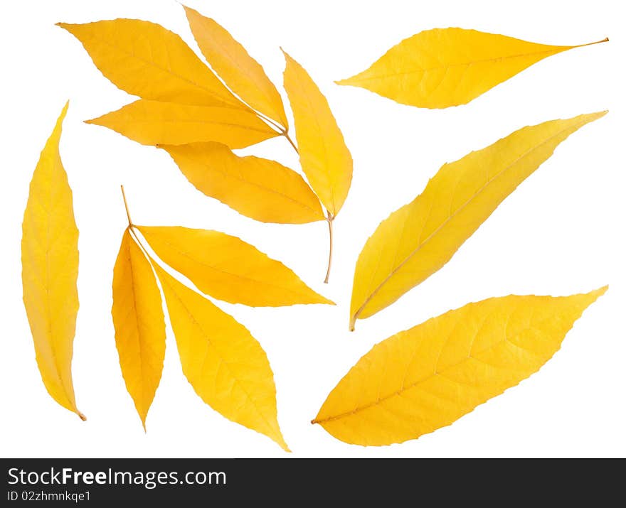 Yellow leaf isolated on white background