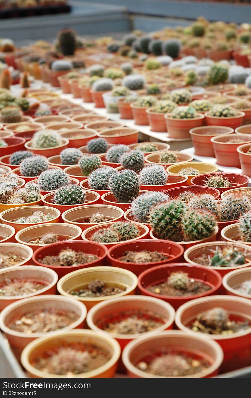 Image of small cactus plant at farm. Image of small cactus plant at farm