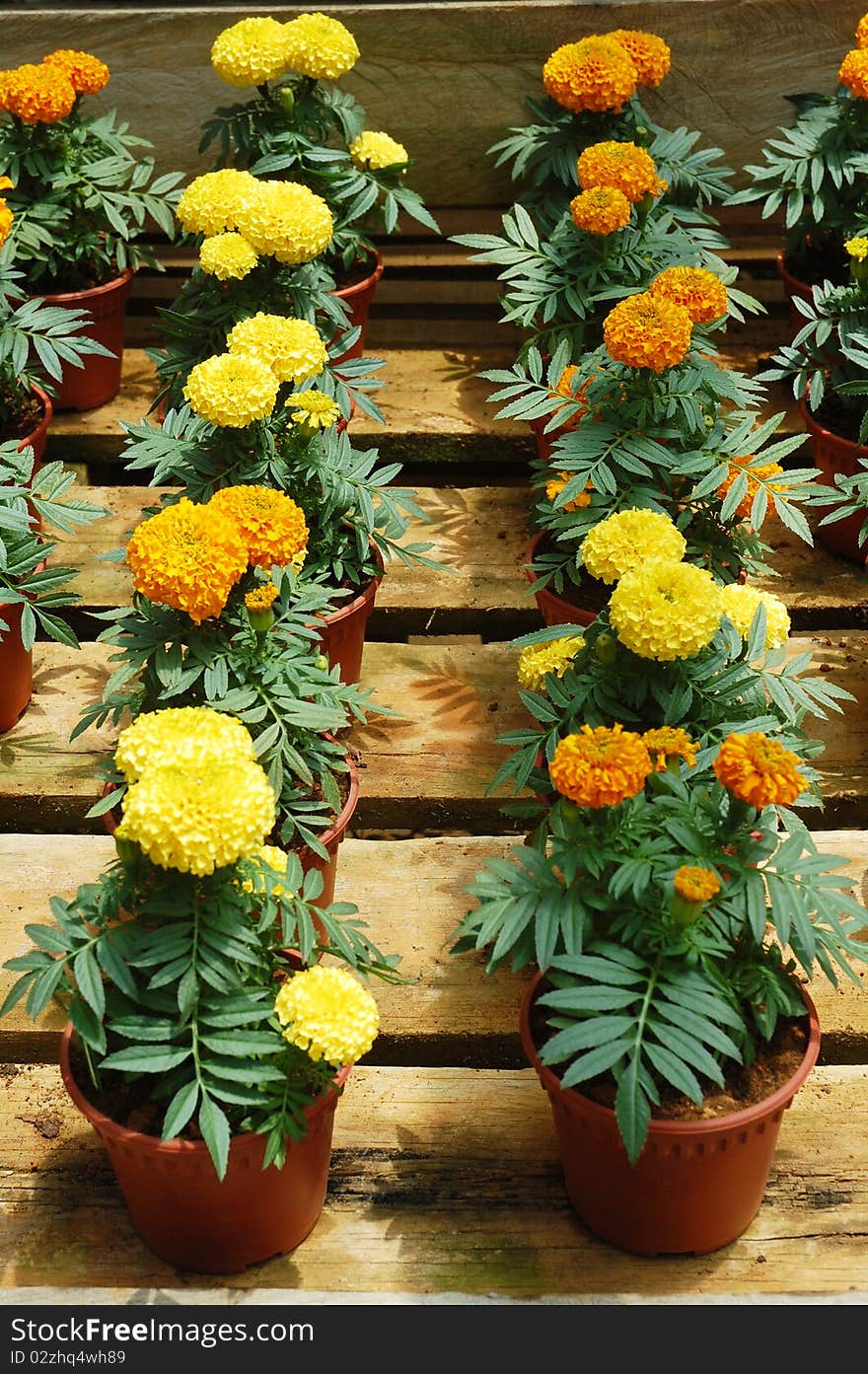 Image of flowers at pot