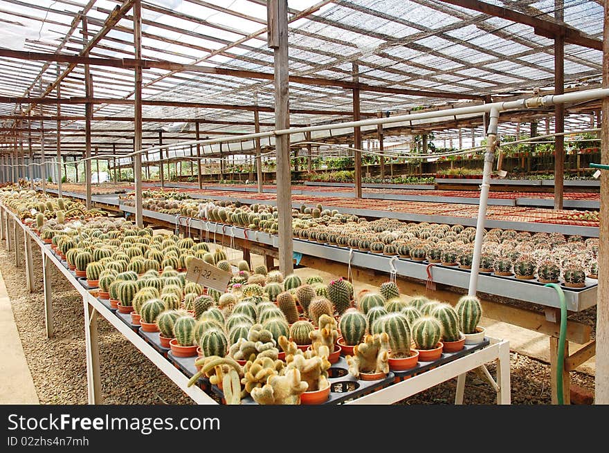 Image of small cactus plants at farm. Image of small cactus plants at farm