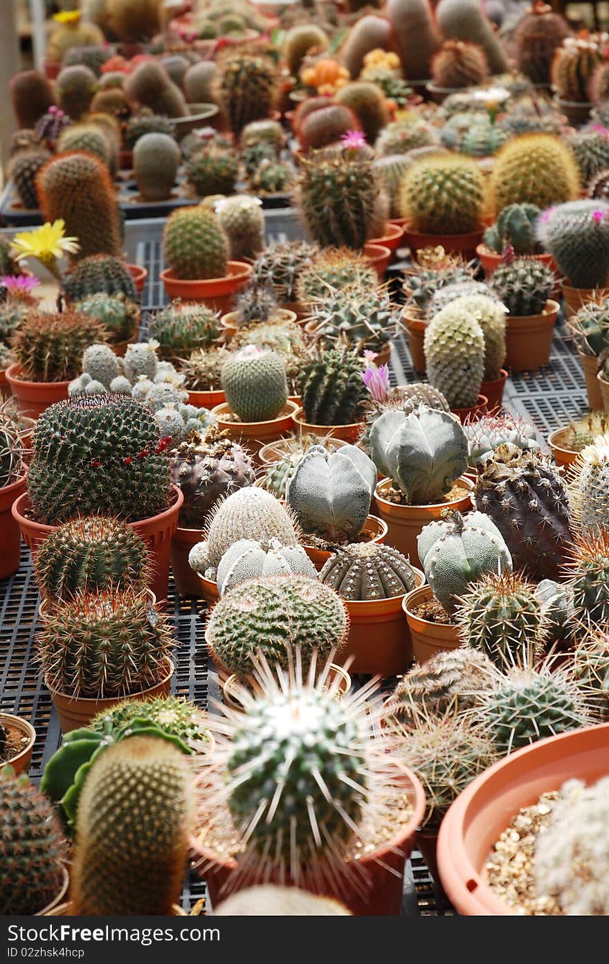 Image of small cactus plant at farm. Image of small cactus plant at farm