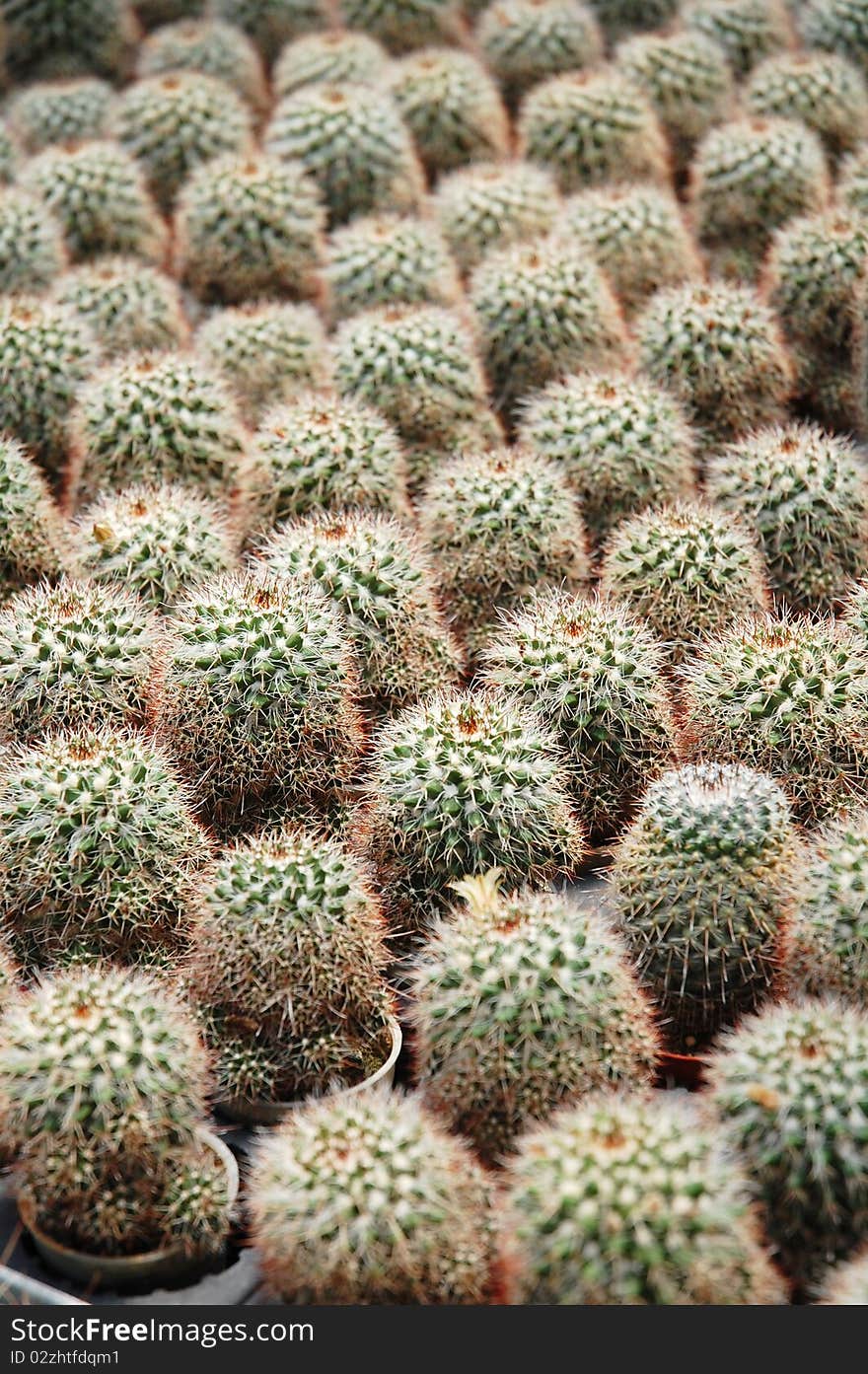 Image of small cactus plants at farm