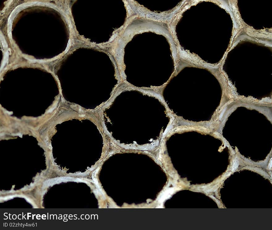 A Empty Paper Wasp Nest Isolated on White