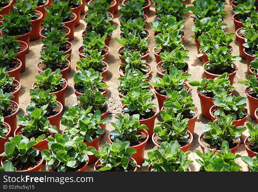 Image of green plants at farm