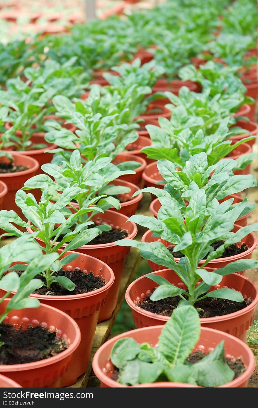 Image of green plants at farm