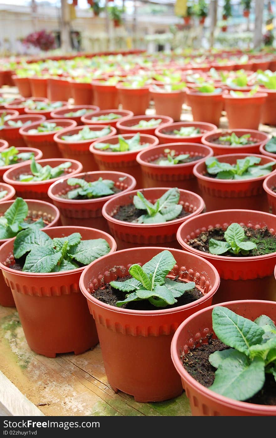 Image of green plants at farm