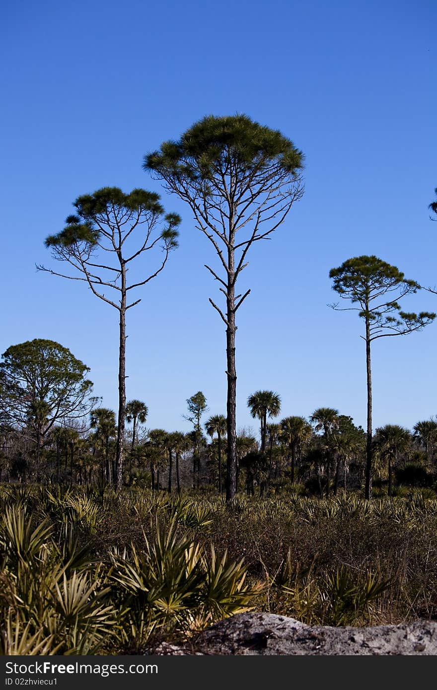 Three Pines