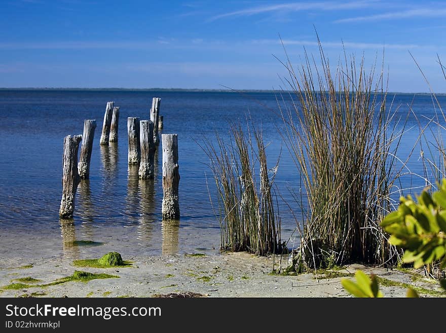 Sea Shore with Pilings and Reeds