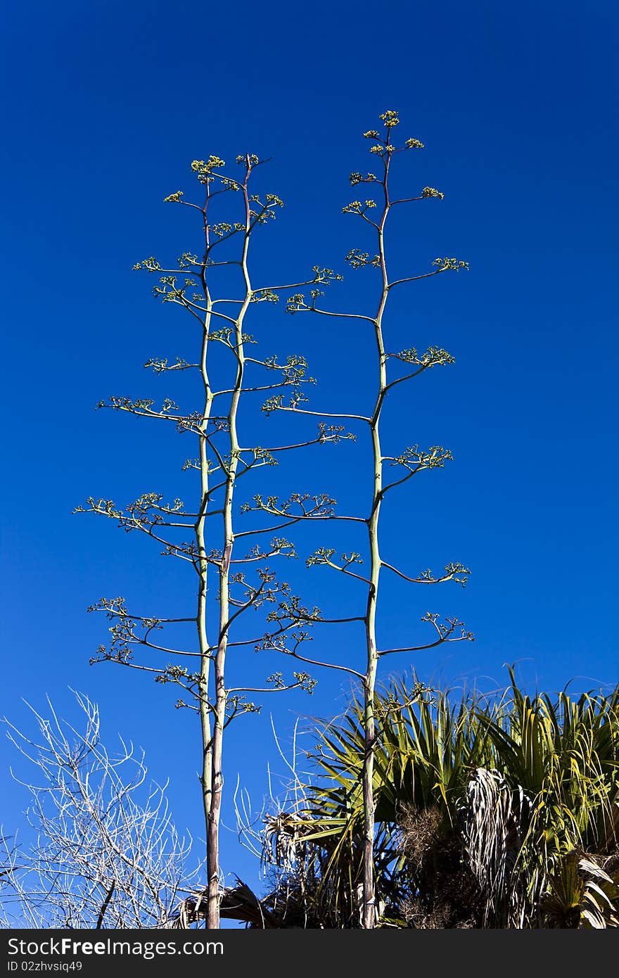 Three tall spindly trees with a dark blue sky as background.