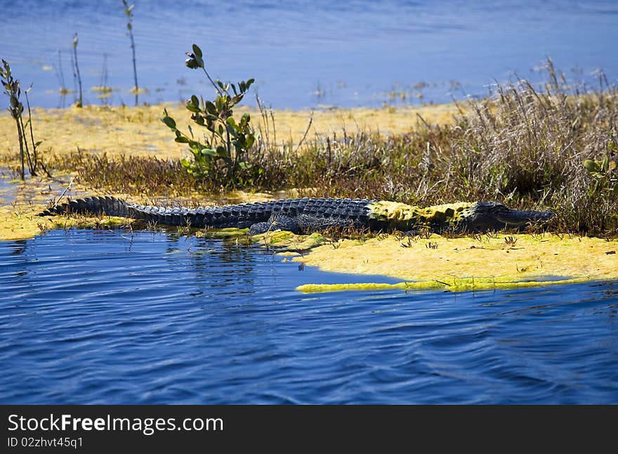 Camoflaged Alligator