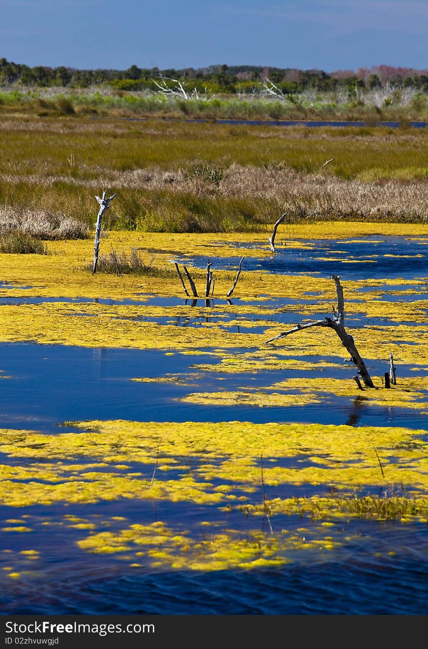 Swamp and Foam