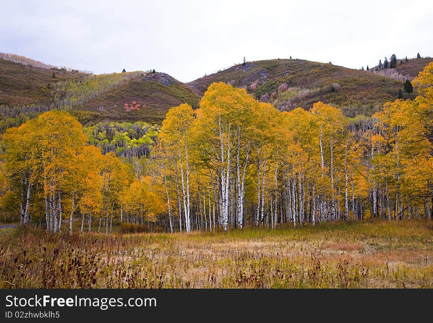 Aspens changing color in the autumn. Aspens changing color in the autumn