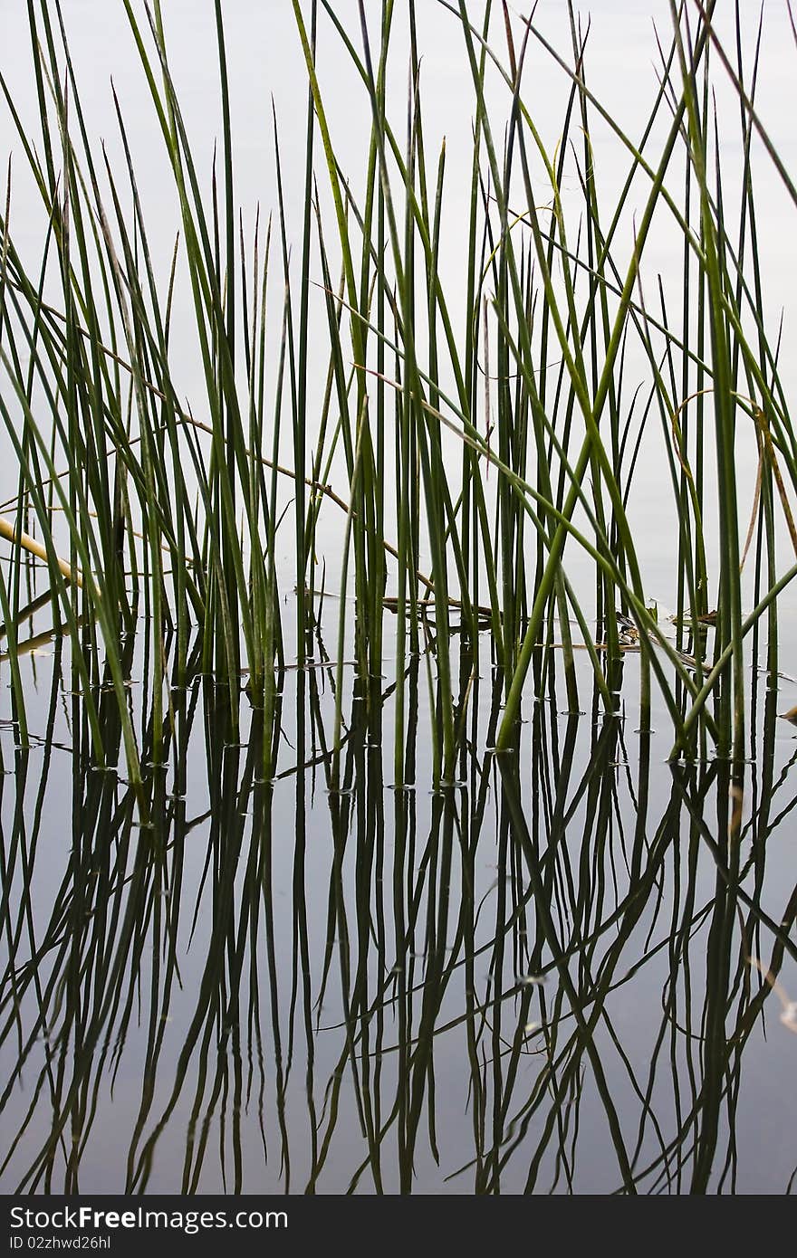 Reflections of Reeds