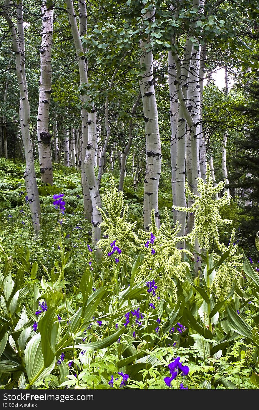 Aspens with purple flowers and folage in foreground. Aspens with purple flowers and folage in foreground