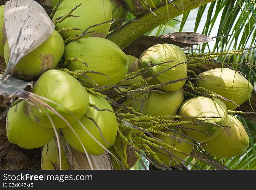 This picture is a group of coconuts