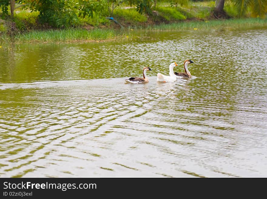 This picture is a group of gooses in the water