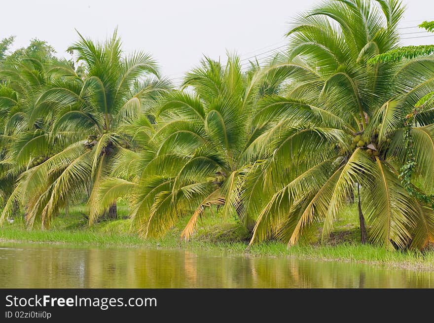 This picture is a group of coconuts tree. This picture is a group of coconuts tree