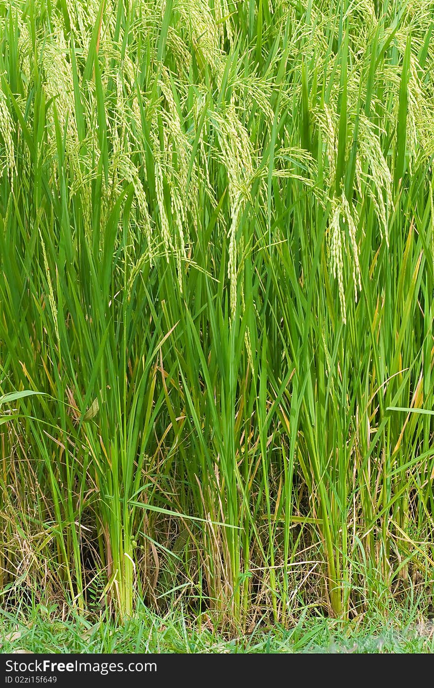 This picture is a group of rice plant in rice farm