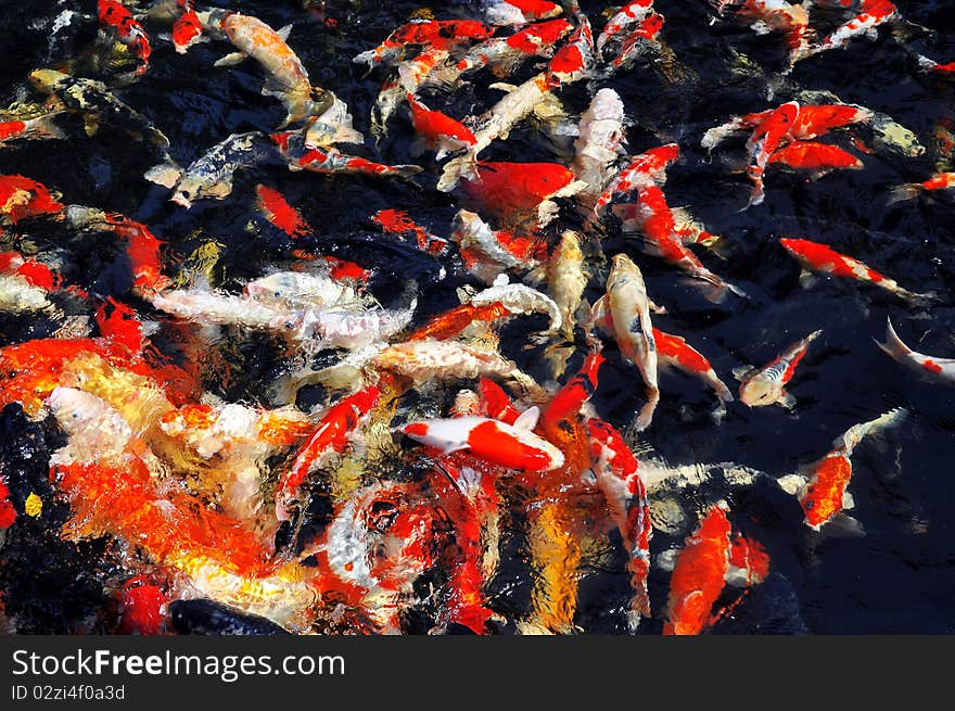 Koi fish, Japanese  well known beautiful fish