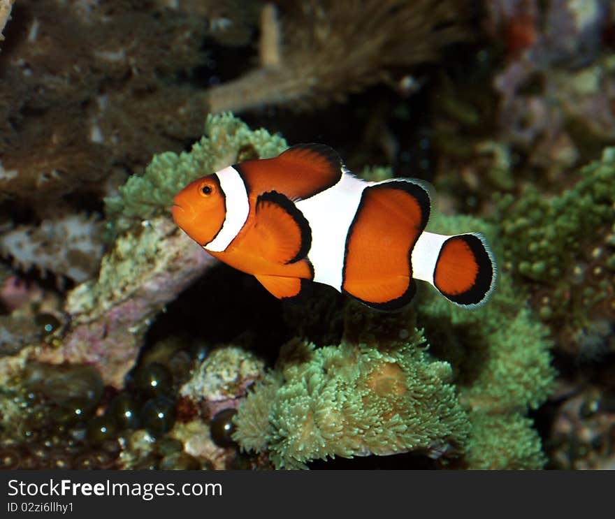 Small colorful fish with a reef as background