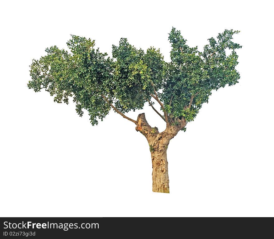 Tree isolated on white background