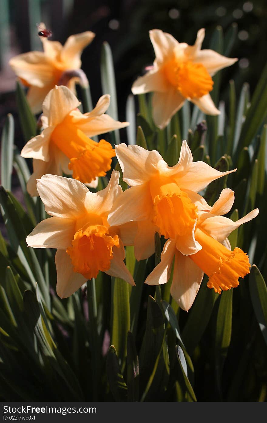 Flower Daffodils