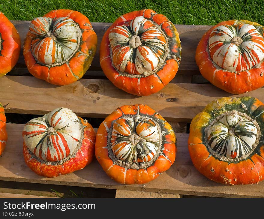 Halloween Pumpkin Field Background Image