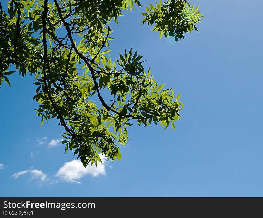 Green tree branch with clear sky background