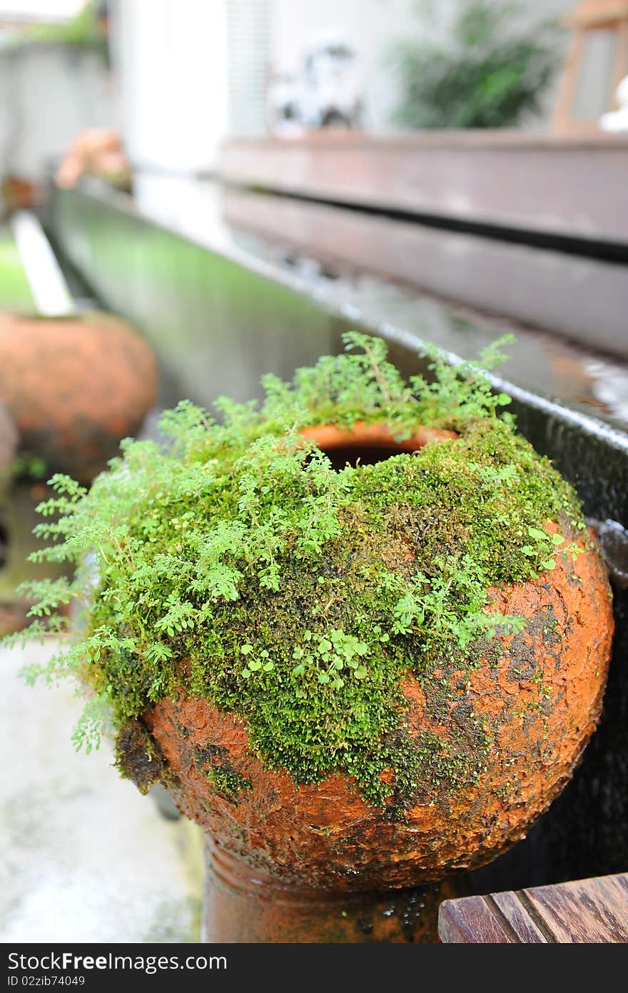 Green moss in the pool